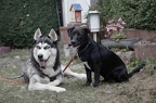 Husky Anka & Luzy