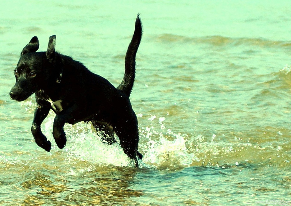 Am Hundestrand in Oppenheim