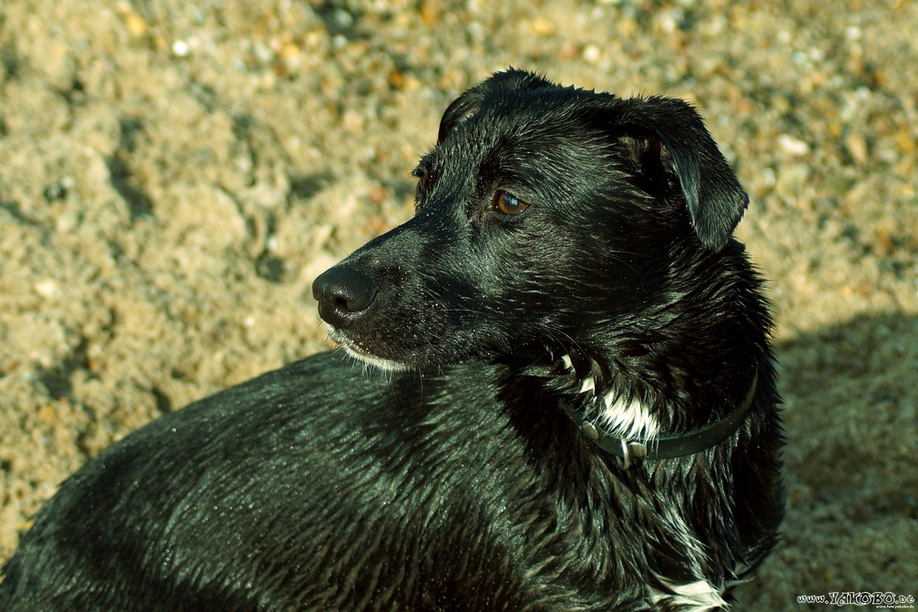 Am Hundestrand in Oppenheim