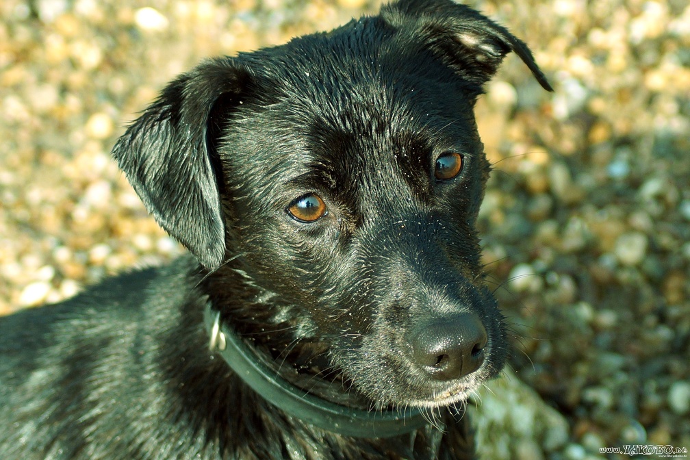 Am Hundestrand in Oppenheim