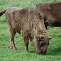 Bison im Moor
