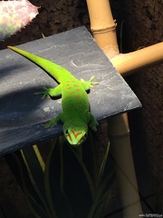 Gecko