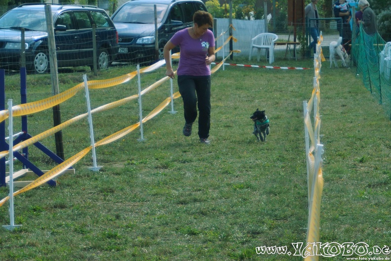 https://paypal.me/yakobo - 2015-09-12 Hunderennen 0093.JPG 2015-09-12 Hunderennen 0093.JPG