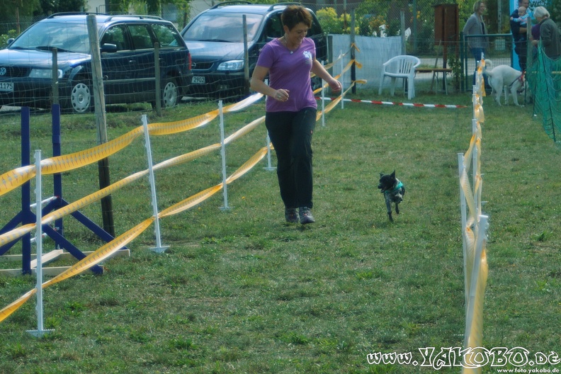 https://paypal.me/yakobo - 2015-09-12 Hunderennen 0096.JPG 2015-09-12 Hunderennen 0096.JPG