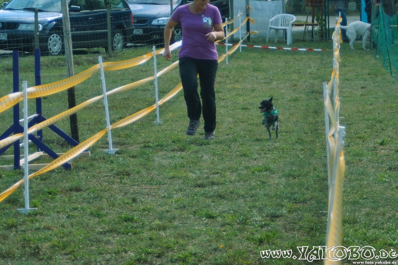 https://paypal.me/yakobo - 2015-09-12 Hunderennen 0098.JPG 2015-09-12 Hunderennen 0098.JPG