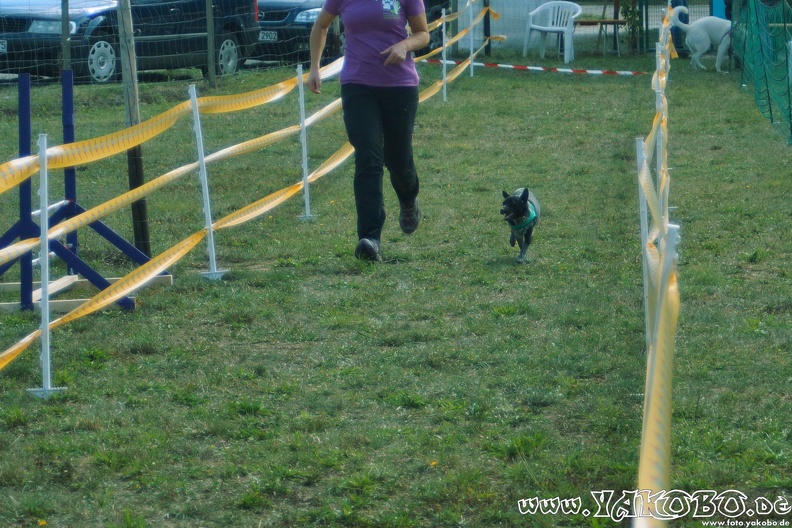 https://paypal.me/yakobo - 2015-09-12 Hunderennen 0099.JPG 2015-09-12 Hunderennen 0099.JPG