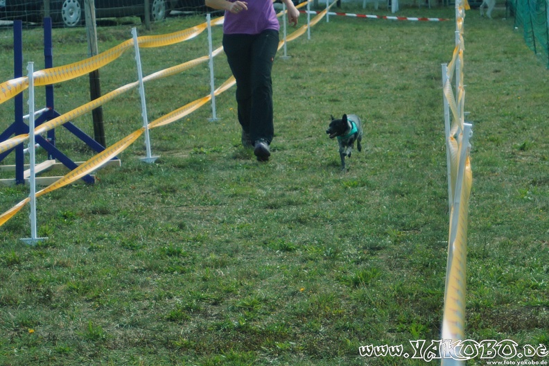 https://paypal.me/yakobo - 2015-09-12 Hunderennen 0101.JPG 2015-09-12 Hunderennen 0101.JPG