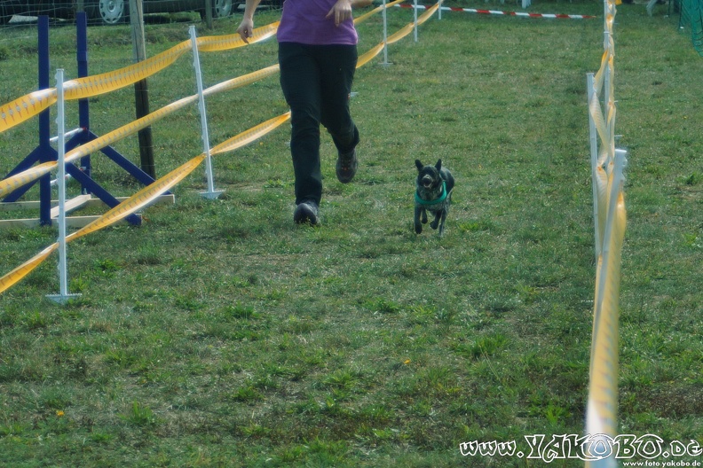 https://paypal.me/yakobo - 2015-09-12 Hunderennen 0104.JPG 2015-09-12 Hunderennen 0104.JPG