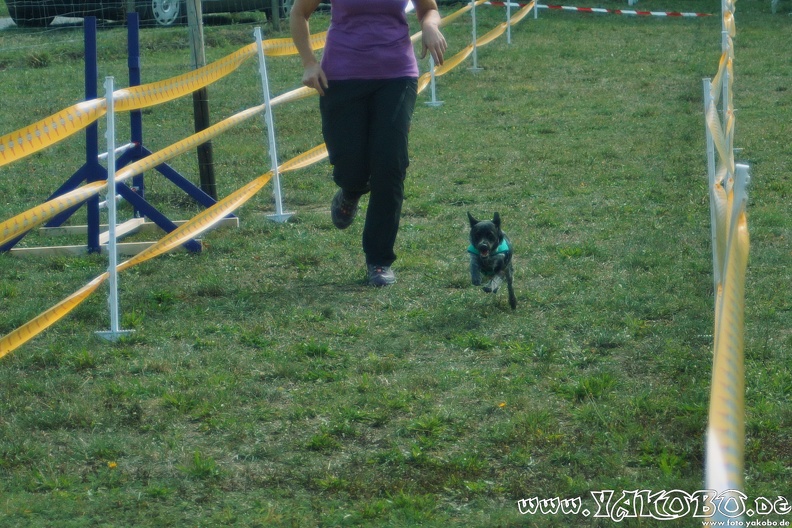 https://paypal.me/yakobo - 2015-09-12 Hunderennen 0106.JPG 2015-09-12 Hunderennen 0106.JPG