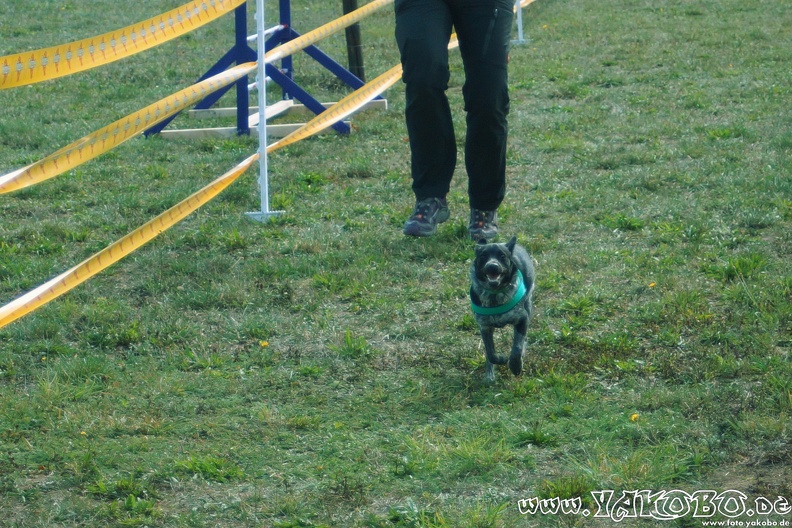 https://paypal.me/yakobo - 2015-09-12 Hunderennen 0107.JPG 2015-09-12 Hunderennen 0107.JPG