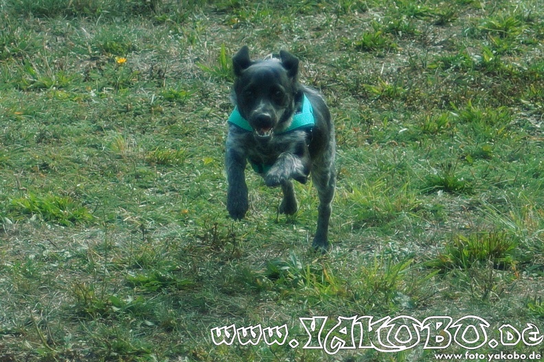 2015-09-12 Hunderennen 0108.JPG