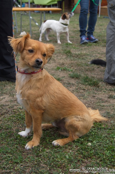 https://paypal.me/yakobo - 2015-09-12 Hunderennen 0994.JPG 2015-09-12 Hunderennen 0994.JPG